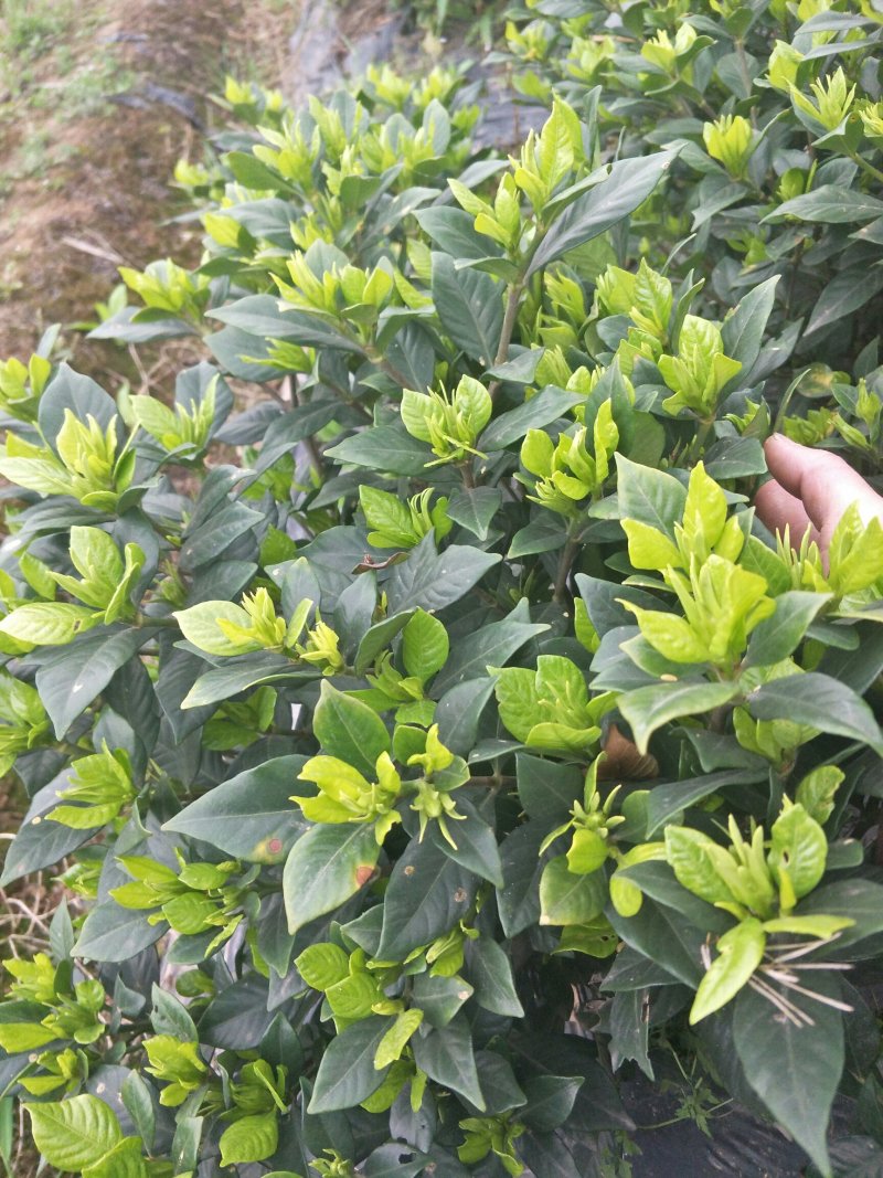 四季栀子花，花香迷人。人见人爱