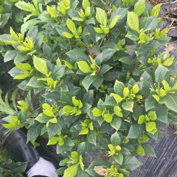 四季栀子花，花香迷人。人见人爱