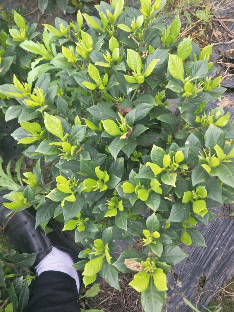 四季栀子花，花香迷人。人见人爱