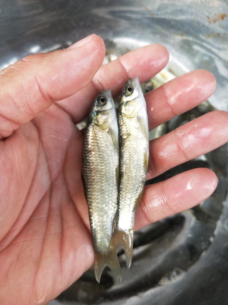 青鱼苗_基地直供_提供技术指导_成活率高/量大从优