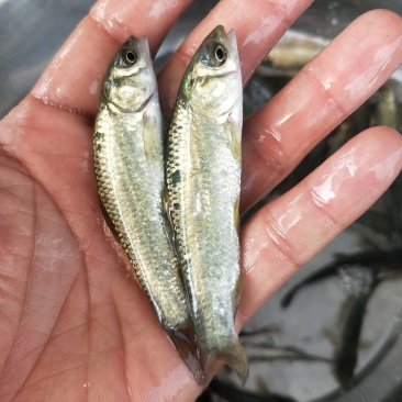 青鱼苗_基地直供_提供技术指导_成活率高/量大从优