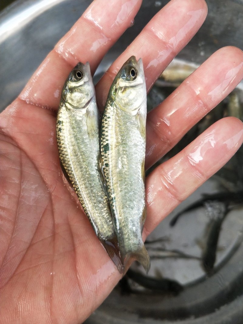 青鱼苗_基地直供_提供技术指导_成活率高/量大从优