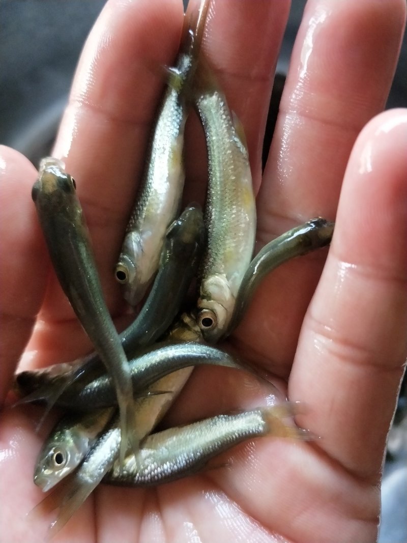 青鱼苗_基地直供_提供技术指导_成活率高/量大从优