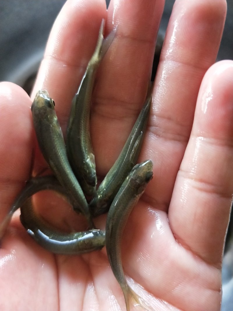 青鱼苗_基地直供_提供技术指导_成活率高/量大从优