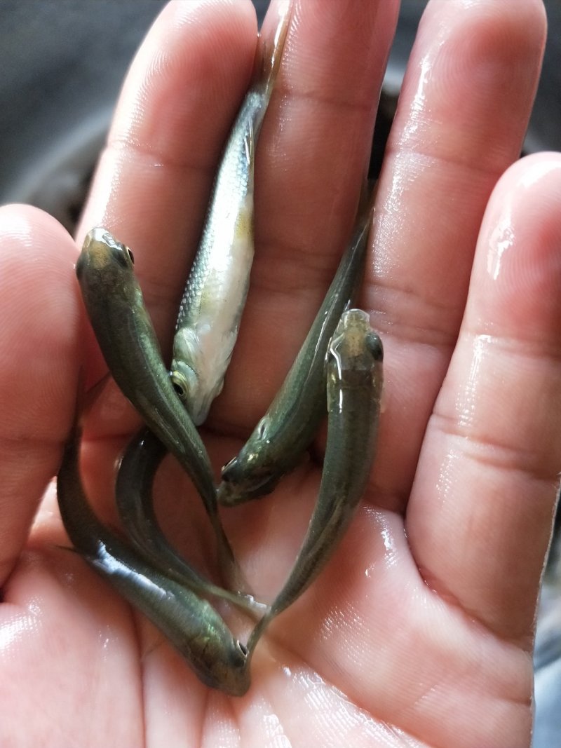 青鱼苗_基地直供_提供技术指导_成活率高/量大从优