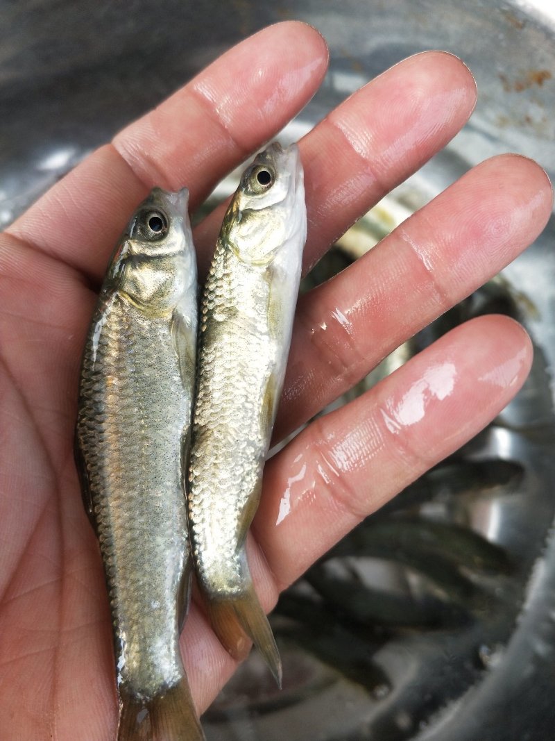 青鱼苗_基地直供_提供技术指导_成活率高/量大从优