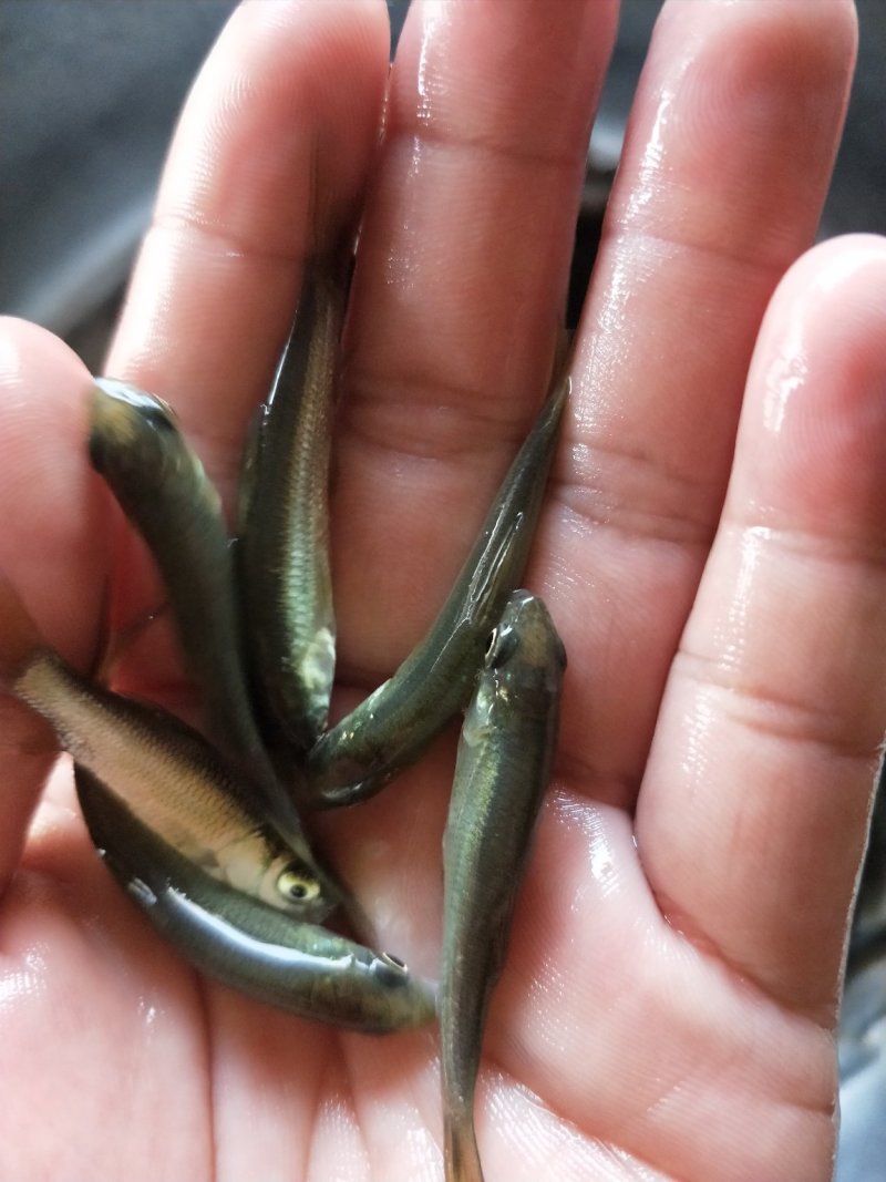 青鱼苗_基地直供_提供技术指导_成活率高/量大从优
