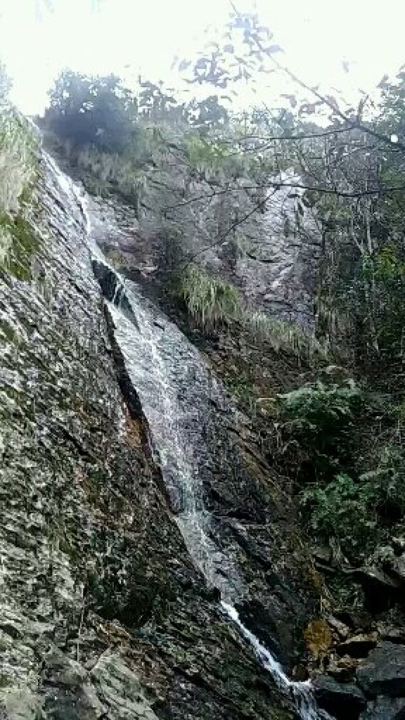 大头橐吾-盆景，中药材，高海拔深山溪边采挖。