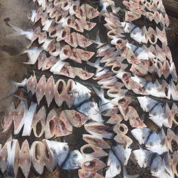 自产自销一夜埕马友马胶黄花金丝金昌一件代发电商