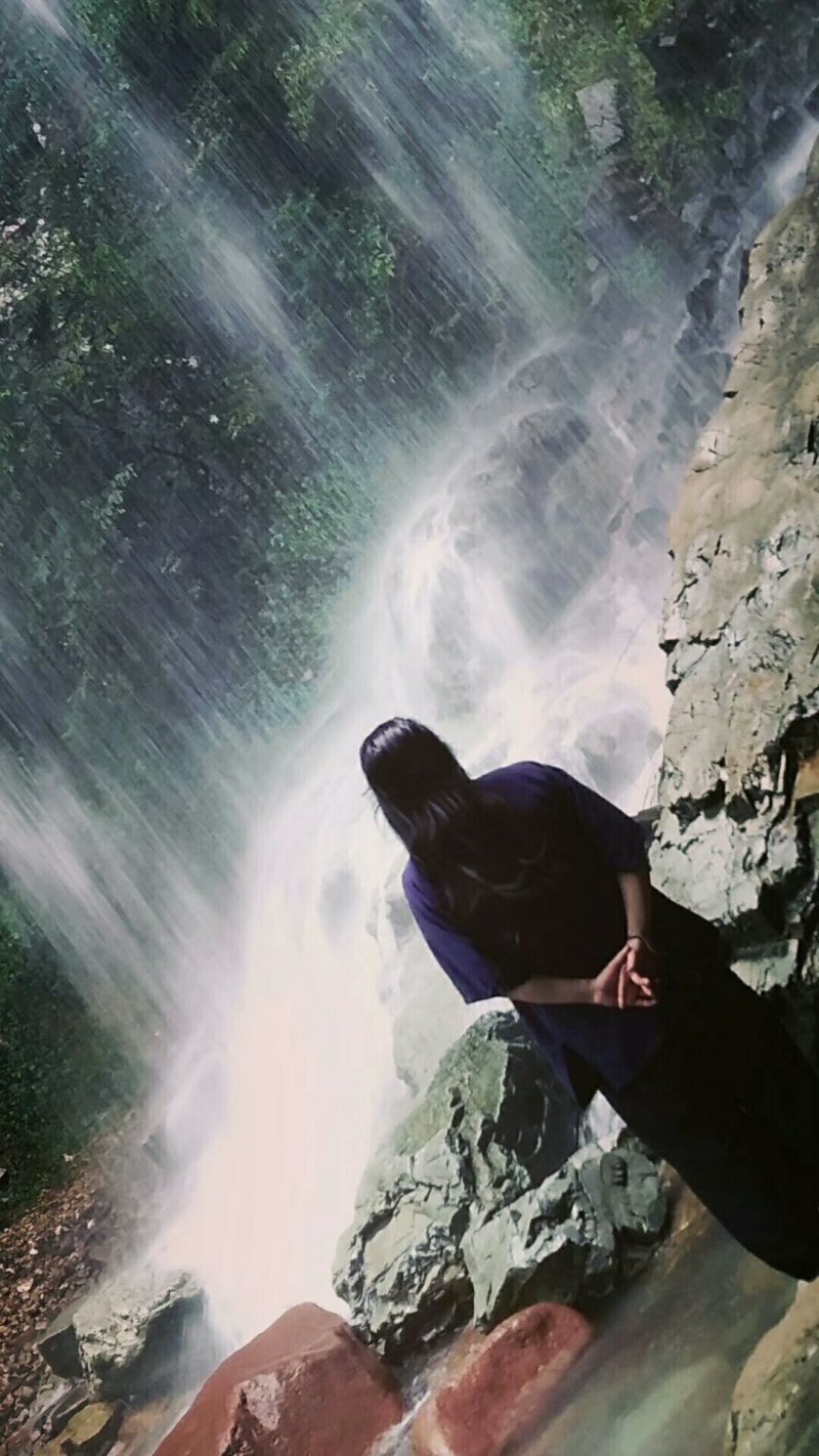 大头橐吾-盆景，中药材，高海拔深山溪边采挖。