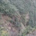 大头橐吾-盆景，中药材，高海拔深山溪边采挖。