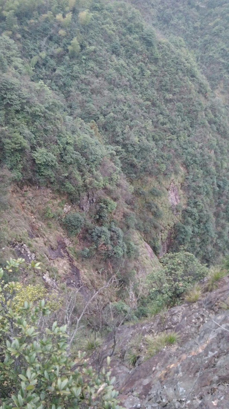 大头橐吾-盆景，中药材，高海拔深山溪边采挖。