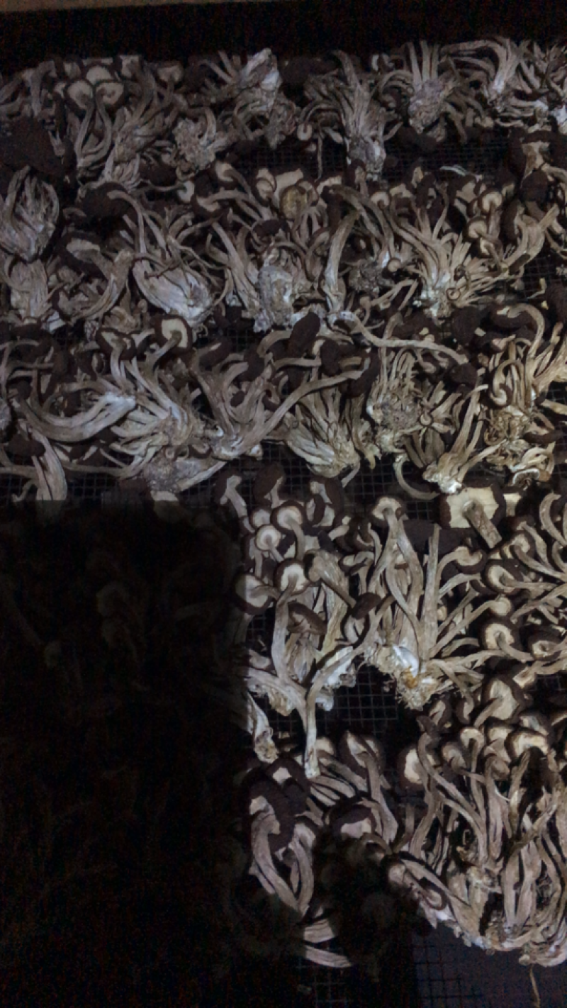 茶树菇