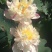 白洋淀野生荷花苗