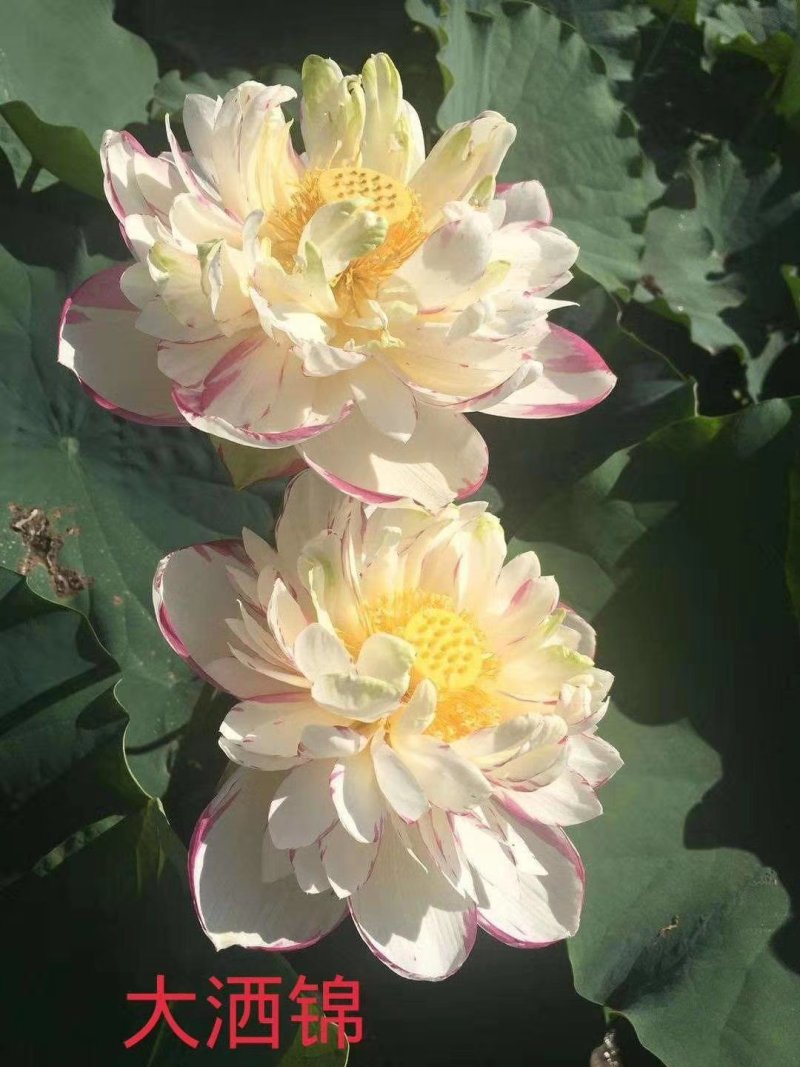 白洋淀野生荷花苗