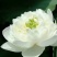 白洋淀野生荷花苗
