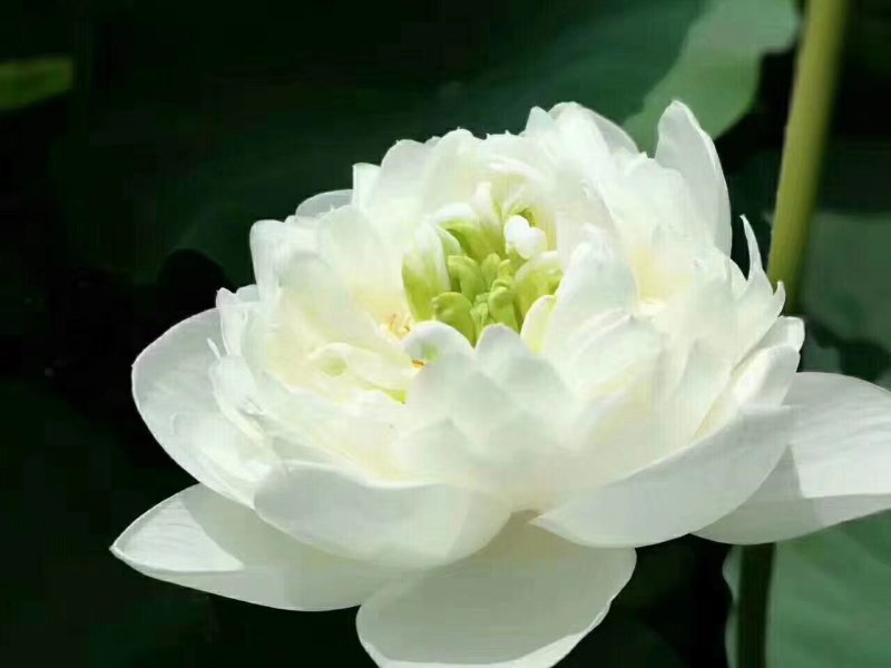 白洋淀野生荷花苗