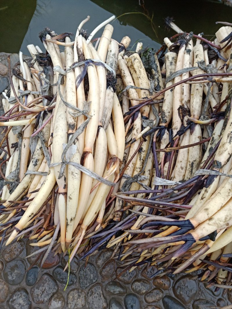 白洋淀野生荷花苗