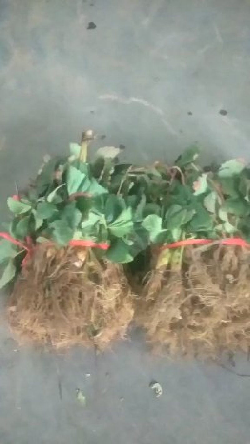 草莓苗，丰香草莓苗规格：10～20高，南北都能栽培，抗病
