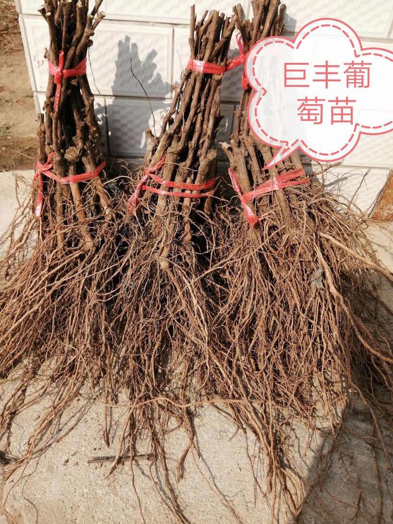 河北昌黎巨峰葡萄苗自家繁育保证纯度假一赔十