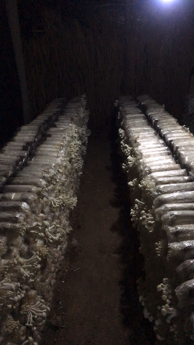 茶树菇