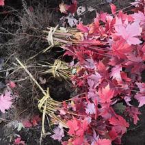 美国红枫秋火焰，东北耐寒苗，美国红枫扦插苗，杯苗