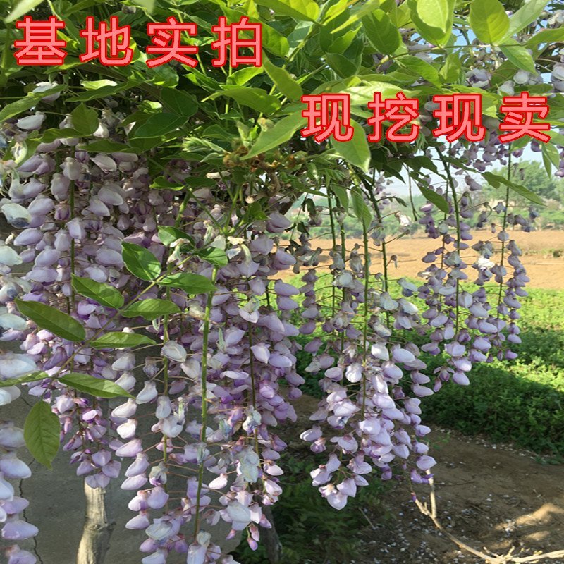 南京藤紫藤花苗爬藤快植物紫藤树苗南北方种植爬藤紫藤花苗