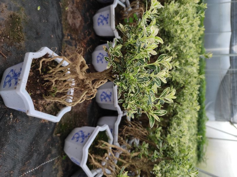 提根金边六月雪室内盆栽花卉绿植盆景