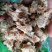 木槿花白木槿花白槿花干品中药材农家初选1111