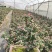 金枝玉叶多肉室内盆栽花卉绿植盆景