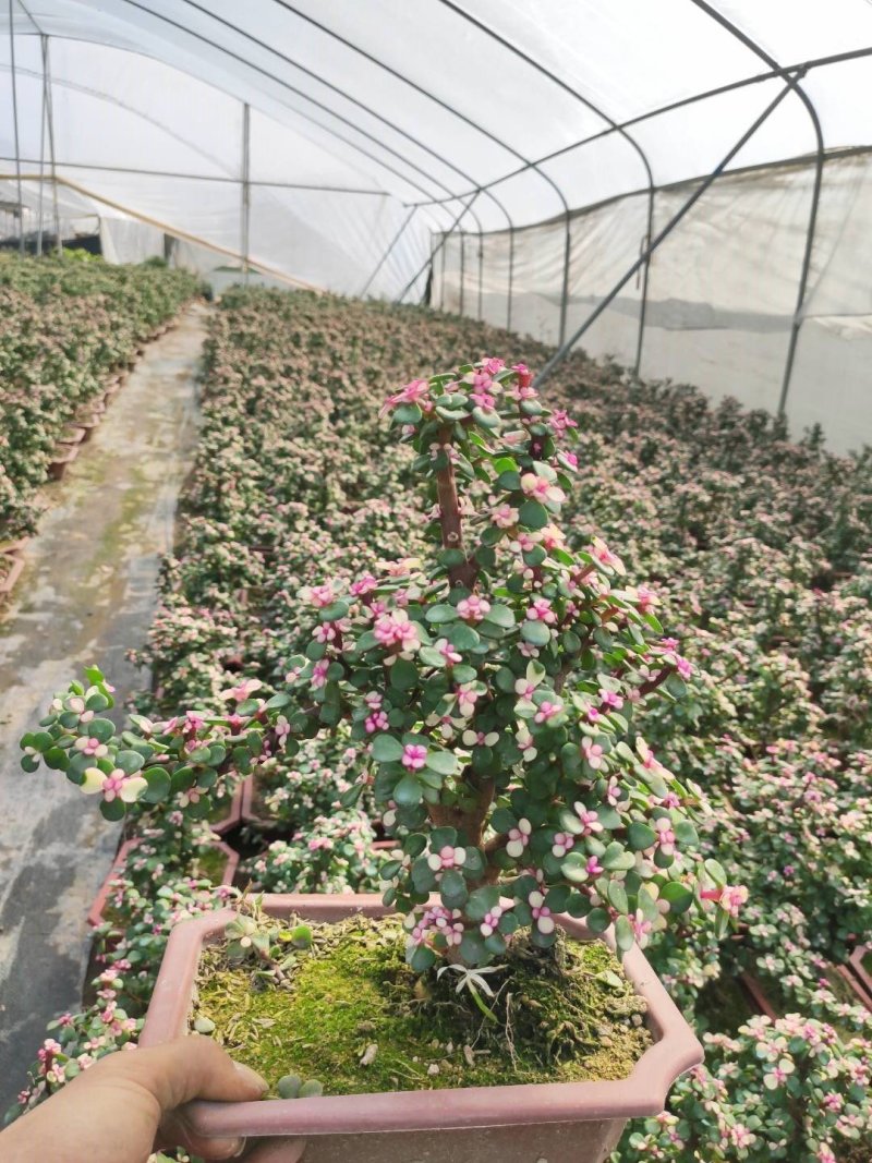 金枝玉叶多肉室内盆栽花卉绿植盆景