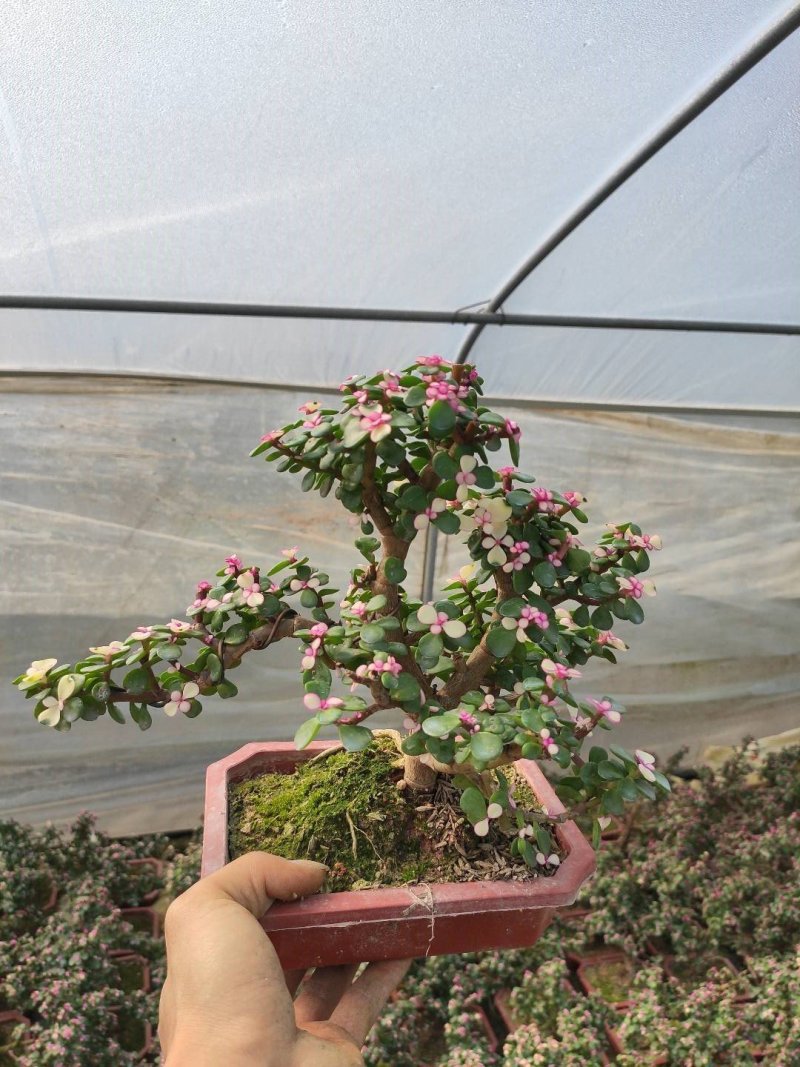 金枝玉叶多肉室内盆栽花卉绿植盆景