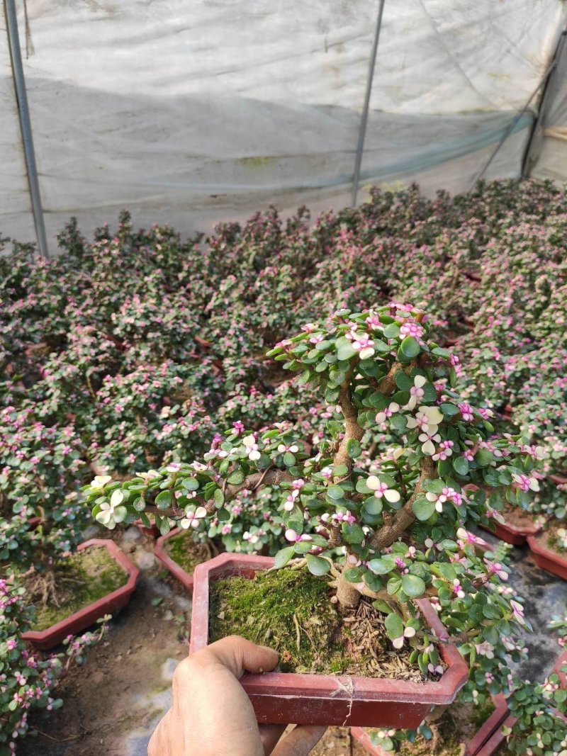金枝玉叶多肉室内盆栽花卉绿植盆景