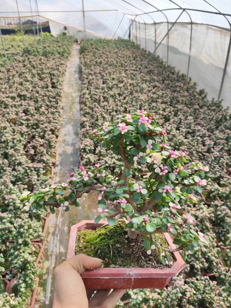 金枝玉叶多肉室内盆栽花卉绿植盆景