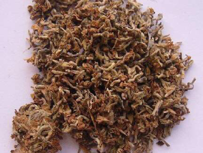 芫花药鱼草老鼠花闹鱼花头痛花闷头花头痛皮石棉皮