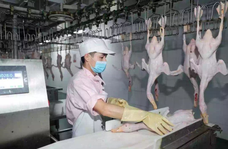 广州鸭肉批发，质优价廉，工厂加工现杀现卖