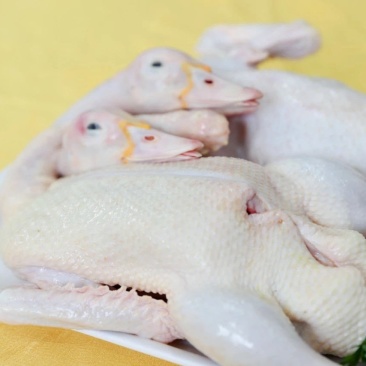 广州鸭肉批发，质优价廉，工厂加工现杀现卖