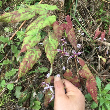 淫羊藿，野生