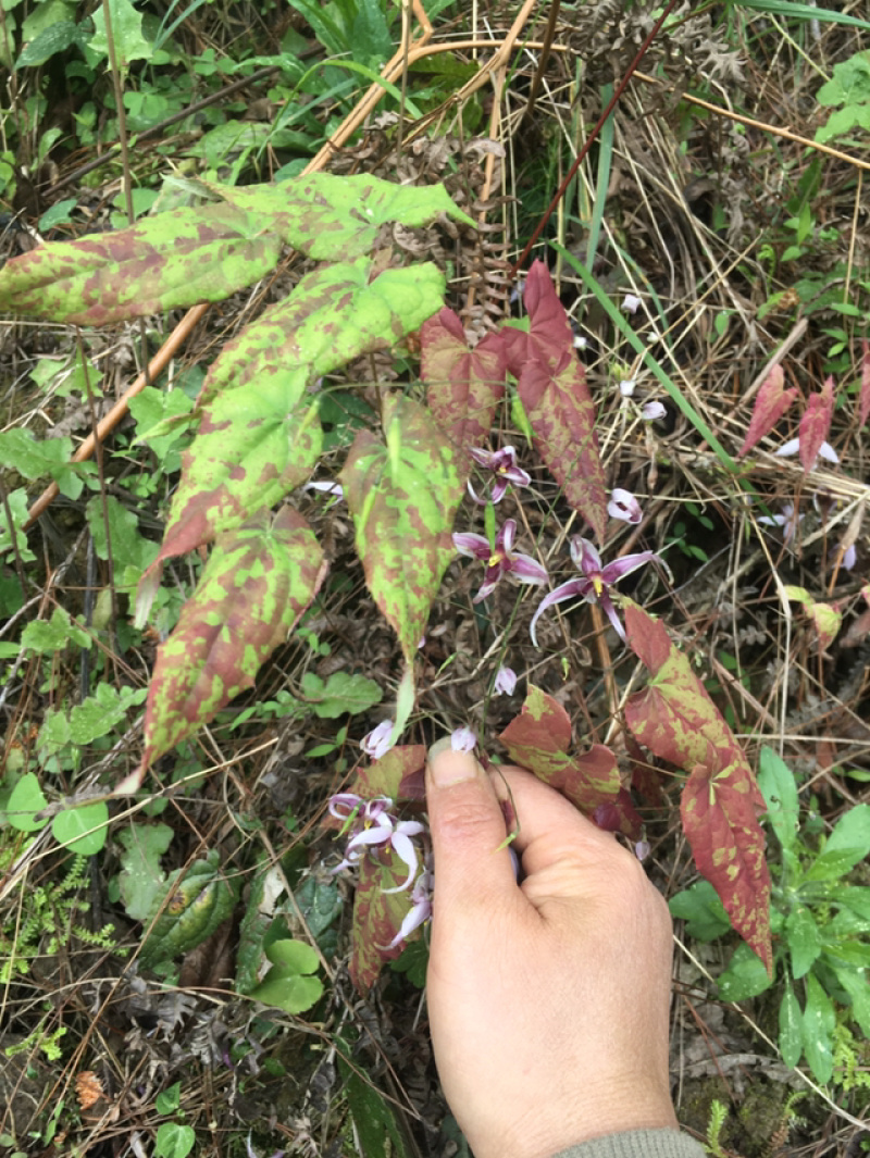 淫羊藿，野生