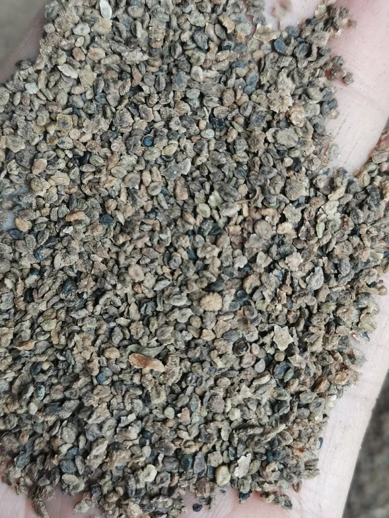 地肤子药用无硫熏干净无杂一公斤起发货