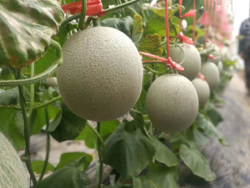 优质鲁厚甜网纹瓜蜜瓜玫珑蜜瓜大量现货现摘现发