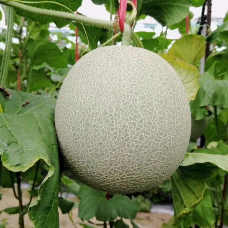 优质鲁厚甜网纹瓜蜜瓜玫珑蜜瓜大量现货现摘现发