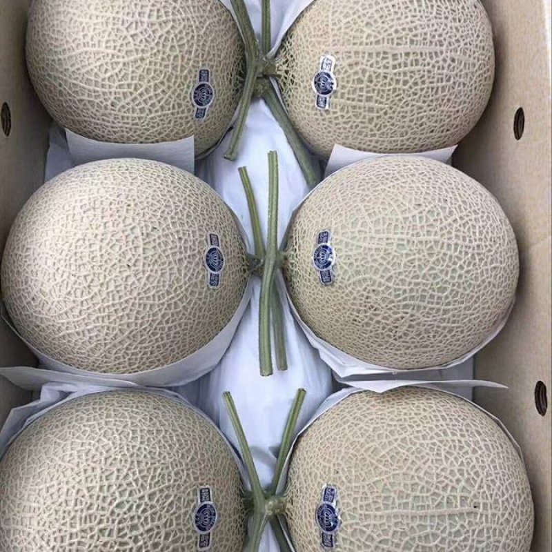 优质鲁厚甜网纹瓜蜜瓜玫珑蜜瓜大量现货现摘现发