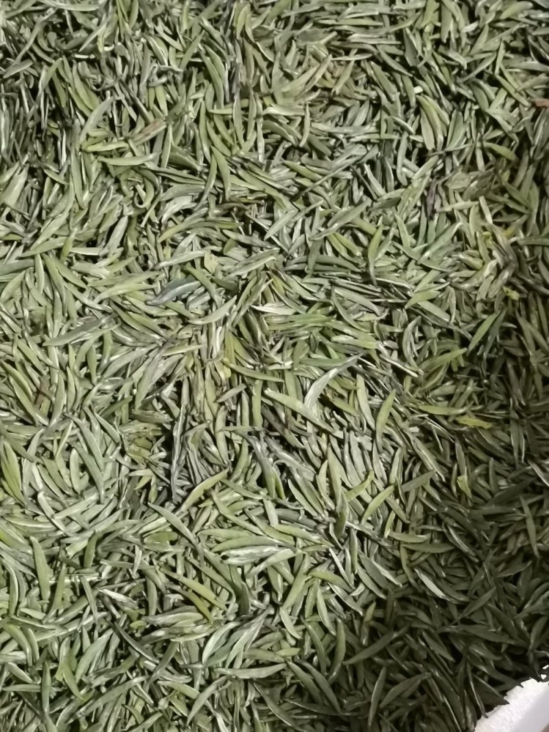 明前茶