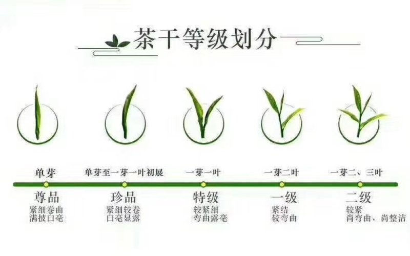 明前茶