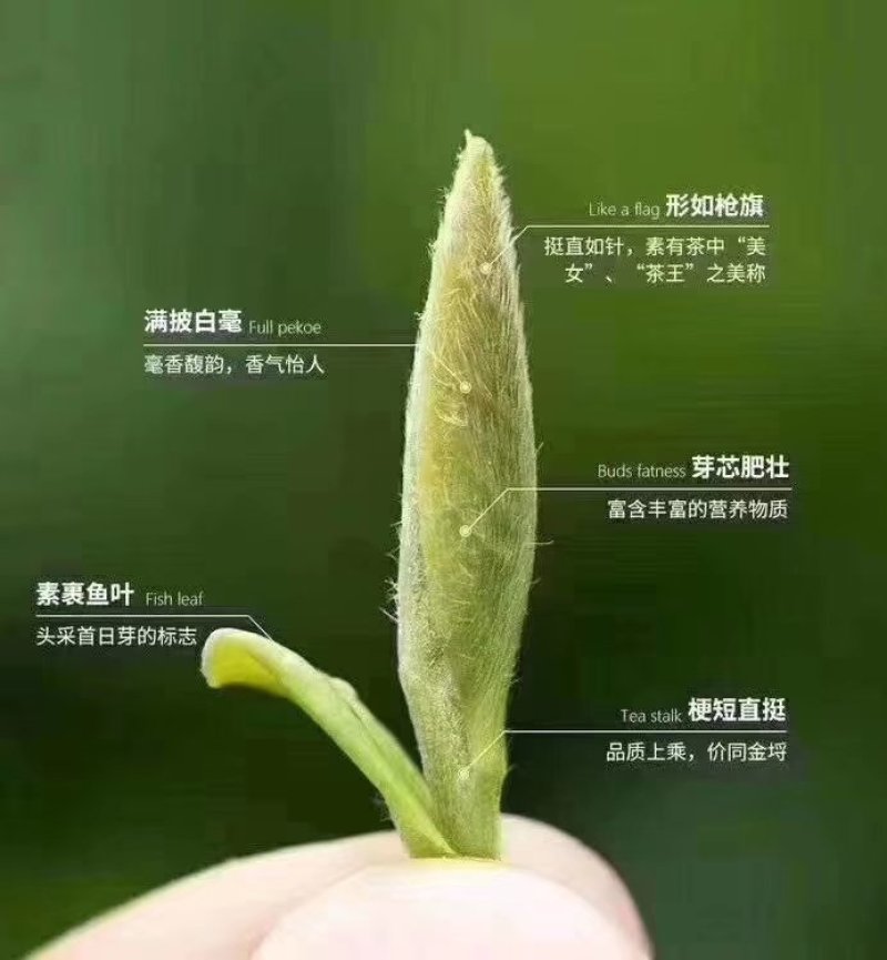 明前茶
