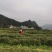 明前茶