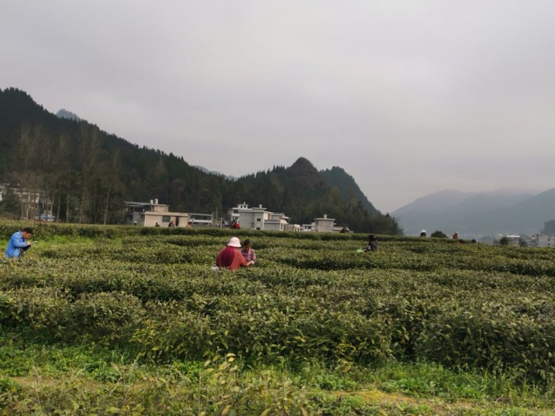明前茶