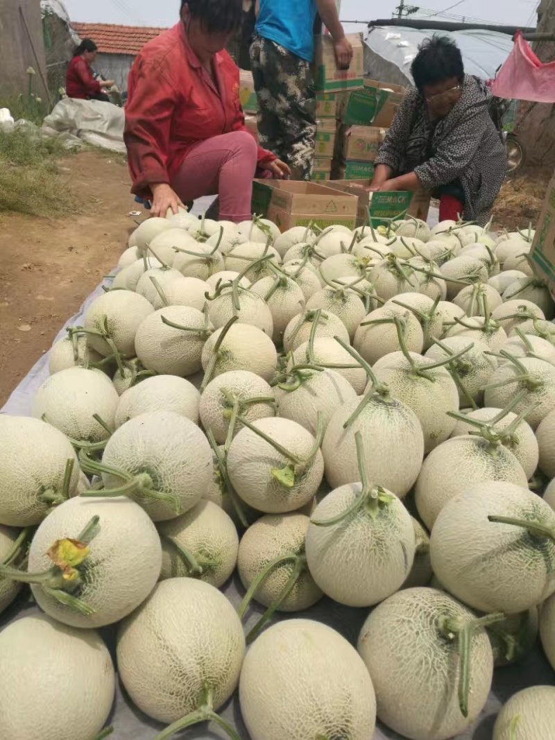 优质鲁厚甜网纹瓜蜜瓜玫珑蜜瓜大量现货现摘现发