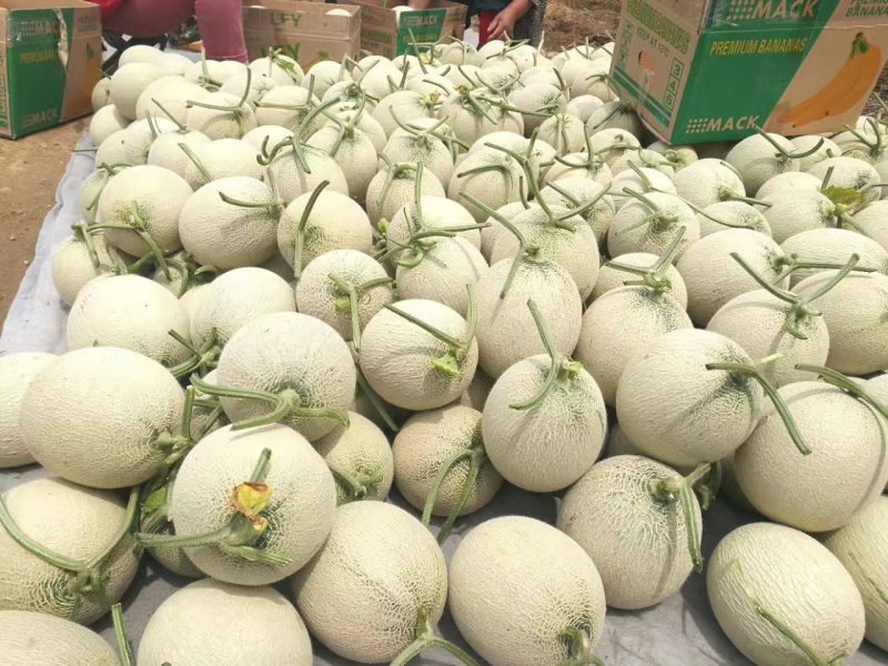 优质鲁厚甜网纹瓜蜜瓜玫珑蜜瓜大量现货现摘现发